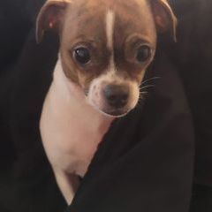 Profile Picture of Chris Fleming (@chris.fleming96) on Tiktok