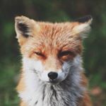 Profile Picture of Andrew Rundle (@foxrelated) on Instagram