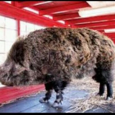Profile Picture of Eric Blakemore (@Razorbackfan81) on Twitter
