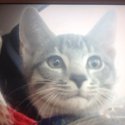 Profile Picture of Thomas Stuckey (@sprinklerman07) on Twitter