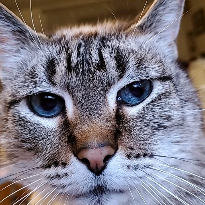 Profile Picture of Lisa Clausen818 (@ramondad1972) on Tiktok