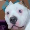 Profile Picture of Jeremy Pacheco (@@jjdaplug303) on Tiktok