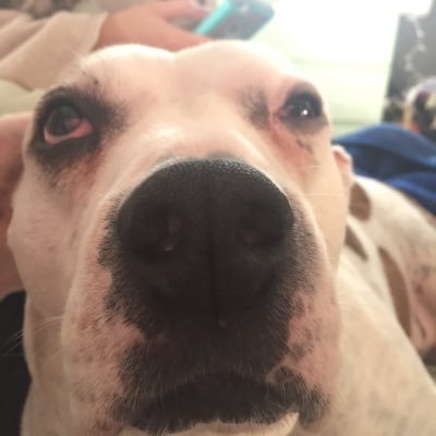 Profile Photo of Benton THE DOG (@bentons_benny_) on Twitter