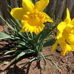 Profile Picture of Lori Rousseau-Williams (@ldw8387) on Instagram