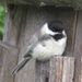 Profile Picture of Kathy Haase (@kuts4) on Pinterest