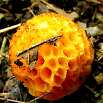 Profile Picture of Richard Navarrete Puchi (@navarrete puchi) on Flickr