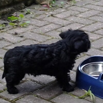 Profile Picture of Shannon Mannering (@shannongrace1D) on Twitter