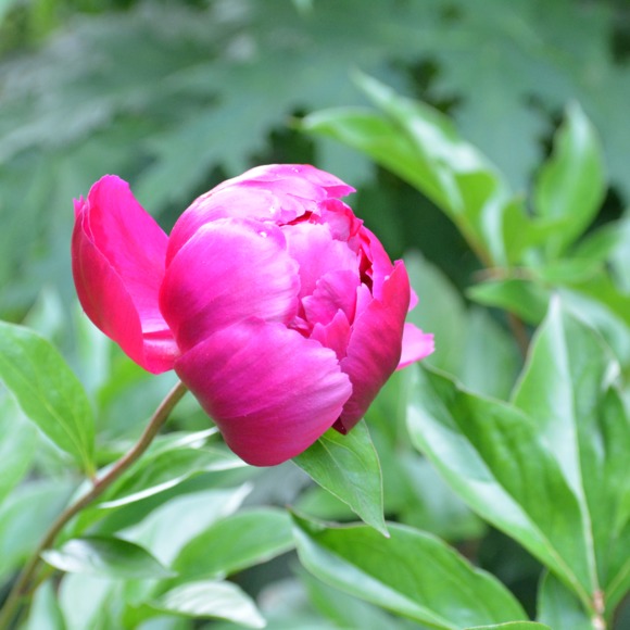 Profile Picture of Danielle Sette (@giadarose7) on Poshmark