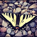 Profile Picture of Tracy Anderson (@tranderson70) on Instagram