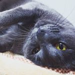 Profile Picture of william nova (@ctas0man) on Instagram