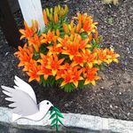 Profile Picture of Anne E. Hornak Ljungquist (@anneljungquist) on Instagram