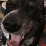 Profile Picture of Toby Ron Swanson (@tobers_thedoggo) on Instagram