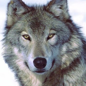 Profile Picture of Mario Gee (@oceanavenuenetwork) on Youtube