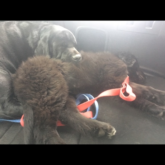 Profile Picture of Nick Aboussie (@nickaboussie) on Poshmark