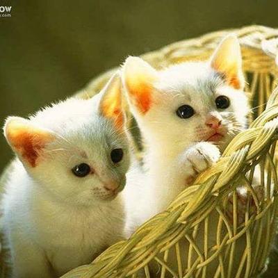 Profile Picture of Anand Singh (@sid47475934) on Twitter