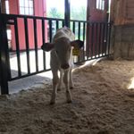 Profile Picture of 🐮John Hornstra🐮 (@jake_quilty_is_a_boss) on Instagram