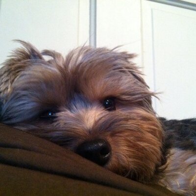 Profile Picture of Ken Beckner (@ken_beckner) on Twitter