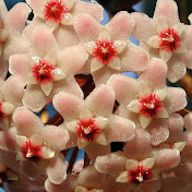 Profile Picture of Maya Bledsoe (@mayabledsoe2433) on Youtube