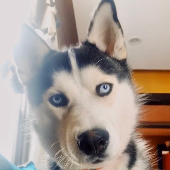 Profile Picture of Eli Velasquez (@e_velasquez10) on Poshmark