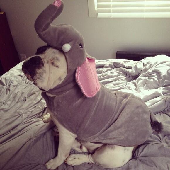 Profile Picture of Bernard Agresto (@pippa0518) on Poshmark