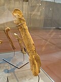 Profile Picture of Tarascosauruson Wikipedia