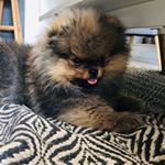 Profile Picture of Milo-James (@milojamesthepomm) on Instagram