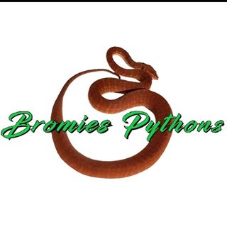 Profile Picture of Troy Bromie (@bromies.pythons.7) on Facebook