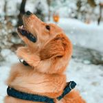 Profile Picture of Aaron (@aaron.goldenretriever) on Instagram