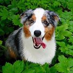 Profile Picture of Cooper (@cooperlaceytheaussie) on Instagram