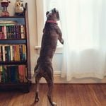 Profile Picture of Homer (@captainkirkslog) on Instagram