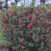 Profile Picture of Ann McLaughlin (@annmclaughlin7589) on Youtube