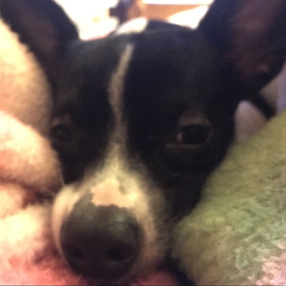 Profile Picture of Annesofie Tidemann (@annesofiet) on Poshmark