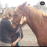 Profile Picture of Shelly Cochrane (@dd_horsemanship) on Instagram