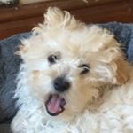 Profile Picture of Douglas Joseph Briggs (@douj_b) on Instagram