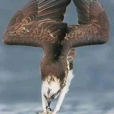 Profile Picture of Jamesbonito (@tigretigrito) on Tiktok