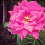 Profile Picture of shawn mendes,charlie puth,😍😍😍😍 (@nancygonzalez2021) on Instagram