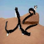 Profile Picture of Alex Mohamed (@Alex-Mohamed) on Facebook