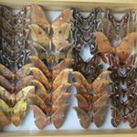 Profile Picture of Aaron Olsen (@theinsectcollector) on Instagram