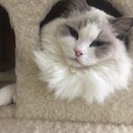 Profile Picture of Mickey McCarthy (@ragdoll_mickey) on Instagram