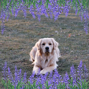 Profile Picture of Dawn Brooks (@strawberrycoco5343) on Youtube