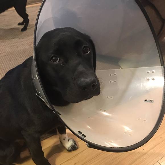 Profile Picture of Lisa Schwartz (@lisaschwartz399) on Poshmark