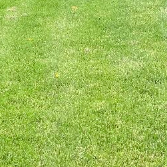 Profile Picture of Olivia Mertsis (@livm95) on Poshmark