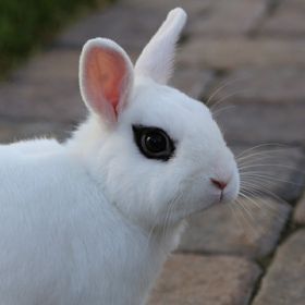 Profile Picture of Robin Lynn (@lovemybunnie) on Pinterest