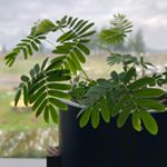 Profile Picture of Rohmeo & Ivy (@rohmeo_and_ivy) on Instagram