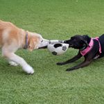 Profile Picture of Luna & Harry (@lunayharrydogs) on Instagram