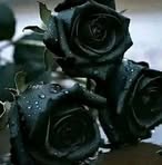Profile Picture of Blacke Rosse (@Blacke-Rosse) on Facebook