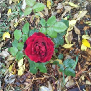 Profile Picture of kevinlasiter (@kevinlasiter) on Instagram