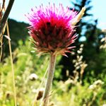 Profile Picture of Chloe Scheer (@that_western_witch) on Instagram