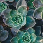 scott osas - Instagram Profile Picture of scott osas (@macauley.favour) on Instagram