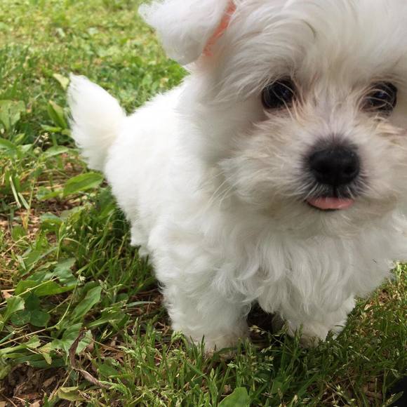 Profile Picture of Juan Calderon (@juancalderon272) on Poshmark